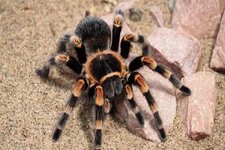 tarantula-oldurur-mu-6536d1a0b66d2.jpg