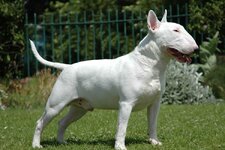 bull-terrier-kopek-irki-hakkinda-bilinmesi-gerekenler-nelerdir-62bd5020c021c.jpg