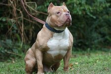 american-bully-kopek-irki-hakkinda-merak-edilen-bilgiler-nelerdir-62aae782016cf.jpg