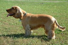 ingiliz-cocker-spaniel-6141b0d17e26b.jpg